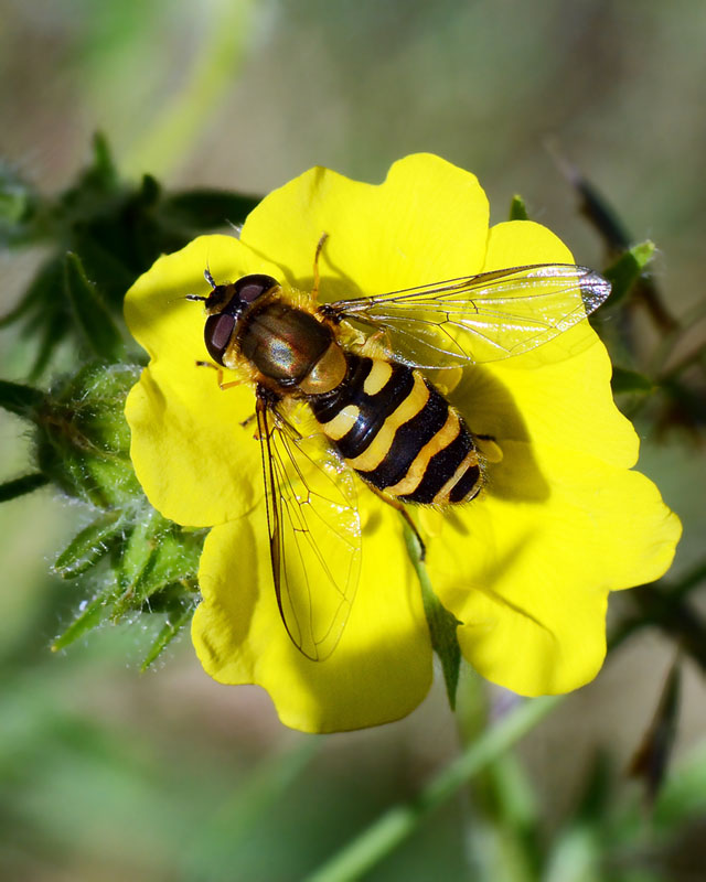 Syrphidae:  Syrphus torvus ?  No, Syrphus cfr. ribesii, femmina